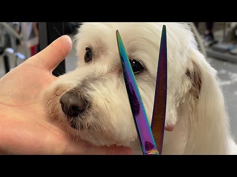 Grooming a Coton du Tulear - One of our favorite breeds