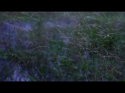 Peaceful Beach Waves | Relaxing Ocean Sounds for Stress Relief