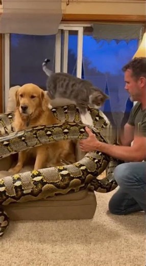 Python's Cozy Constriction Dogs 🐕🐉🙏#wildlife #comedy #dogs #wildanimals #python