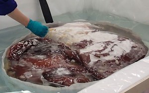 Colossal squid to give up its secrets