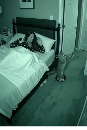 Meet the One-Cat Band: A Circus Prodigy