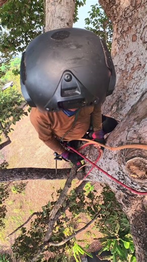 ต้นยางพันธุ์สองใบที่น่ารู้จัก