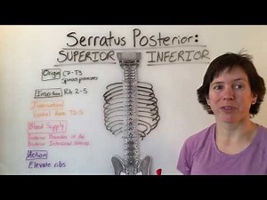 Serratus Posterior Superior, & Serratus Posterior Inferior Muscle Anatomy