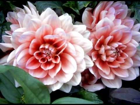 Bach Remix V by R.S.D. " minuet in G major "