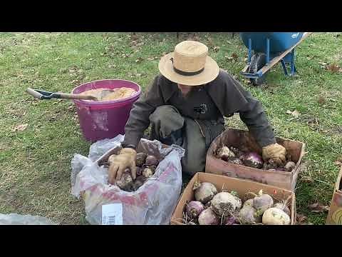 Homesteading: How to Store Turnips | Titus Morris
