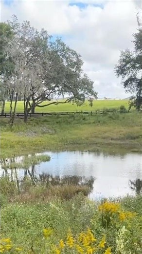 Oak Tree with Spanish Moss ￼