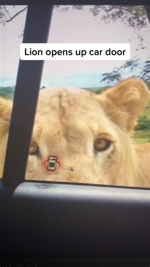 Curious Lion Opens Car Door | Wildlife Encounter