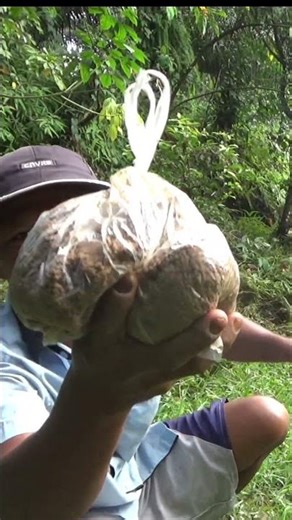 pasang bubu payung di parit menggunakan umpan jitu #shorts