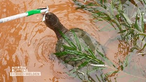 Raubtierfütterung: Faszinierendes Reptil