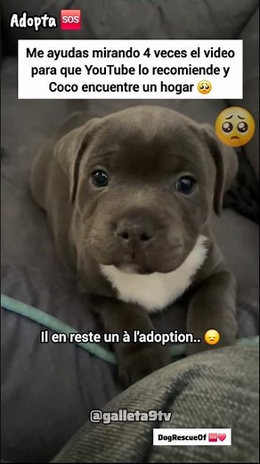 Que alguien adopte a Coco.. 🍼❤️
