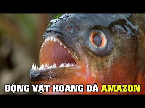 Amazon Ngôi Nhà Của Hoang Dã P2 | Khám Phá Thế Giới Động Vật Hoang Dã