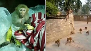 106K views · 146 reactions | Monkeys being drugged with sedatives to catch them, allege Gurugram animal activists | The Times of India | Facebook