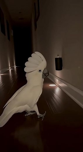 #cuando_Alexa/te_conoce. #Amo_a_Alexa