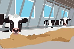 What Do Cows Eat? - Drink-Milk.com