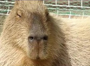Person who likes capybaras on TikTok