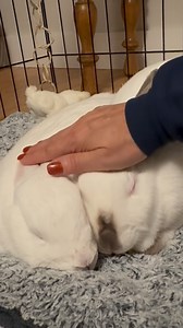 4.6K reactions · 165 shares | Our version of killing two birds with one stone: petting two rabbits with one hand. ❤️ #bunnylove #friends #husbun #bunniesofinstagram #rabbitlife #snugglebunnies #snuggles #bunnies #rabbits #truelove | Bernie Bunny | Facebook