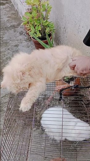 😻 My Persian Cat Loves Hair Brushing | So Calm & Cute! #persiancatgujranwala #cat #catbreeds