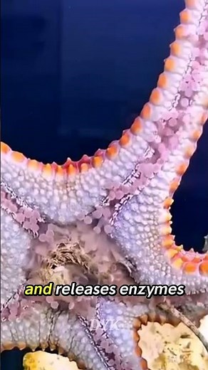 This Is How Jellyfish Eat.