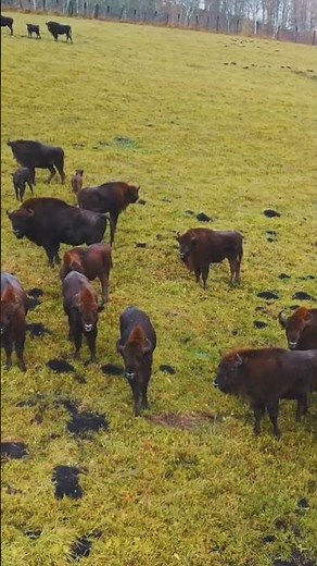 Bison Sounds 🦬 (Nature’s Gentle Giants in the Valley)