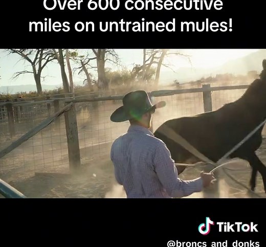 Broncs and Donks: Epic Mule Adventure Movie Premiere