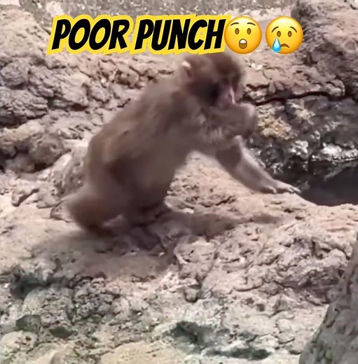 Punch’s Right Hand Hurt Again 😡 Same Monkey Drags Him #shorts
