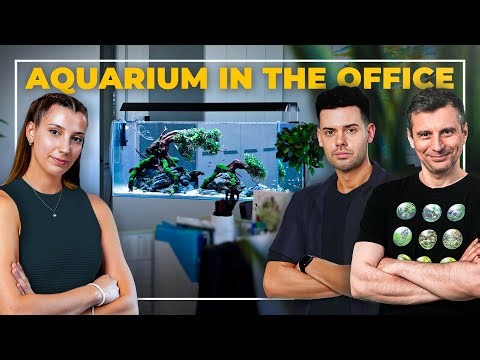 Minimalist BONSAI Tree Planted Aquarium in an OFFICE