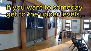 Interested in learning Nosework but not sure where to start? Do you want to learn an easy way that doesn't skimp on foundations? Do you want to eventually get to the upper levels without missing key parts of your training? I teach Introduction to Nosework twice a year.... August and February ONLY. Six weeks of straightforward lessons with help to get you working with SOLID foundations from Day 1. It's easy and you can do it in your own living room! I will teach you the EXACT way that I start my 