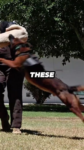 More Than a Dog: The Power of a Military K9