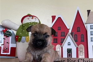 Kaleb - Cairn Terrier Puppy B957B7