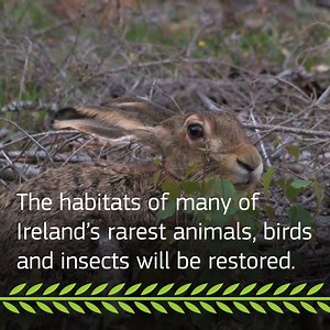 4.9K views · 298 reactions |  Ireland's raised bogs are a vital part of our ecosystem that we risk losing without conservation work. The €5.4m The Living Bog project is working to restore raised bogs in the Midlands and protect hundreds of rare native species 年曆 #EUGreenDeal LIFE | European Commission Representation in Ireland | Facebook
