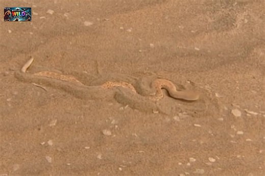 Desert’s Silent Killer Awakes! ⚠️ ☠️ Follow for more insane wildlife ambushes you’ve never seen before! 🌍🔥 🐾 Nature is raw, real… and absolutely ruthless. #RattlesnakeAttack #DesertPredator #SnakeVsLizard #WildlifeReels #MysteryOfWild #ViralReels #NatureHunt #AnimalAmbush | Mystery Of Wild