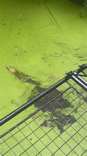 Seeing the animals they know from books and cartoons in real life helps solidify early learning concepts, enhancing their comprehension and language development by associating new words. The close-up views and animal encounters, such as feeding giraffes or bear provide valuable hands on learning and sensory experiences allowing them to observe different sounds, smells, and textures in a safe environment. This kind of outdoor exploration naturally encourages physical activity, curiosity, and obse