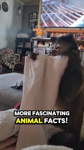 🐒 The Playful and Social Capuchin Monkey #viral #animals #animallife #fact #pets #facts #shorts | Fun Fact