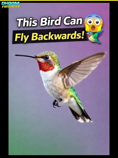 “This Bird Can Fly Backwards! 😳🐦”