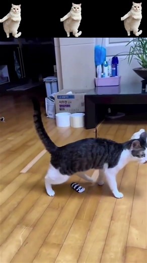 Funny Cat Fails 2026 | Funny Cat Falls 🤣🤣#shorts