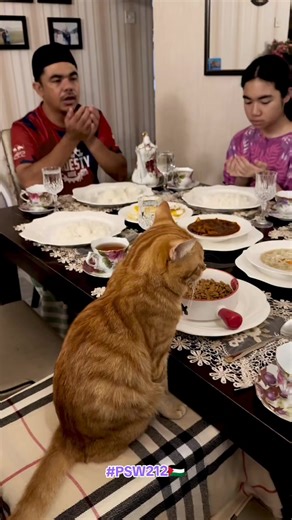 Selamat Buka Puasa Bersama Kucing Kesayangan
