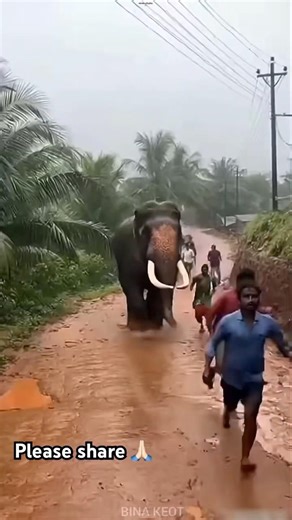A angry elephant chasing a group of people in a hill region