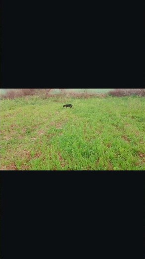 English pointer dog training in Pakistan