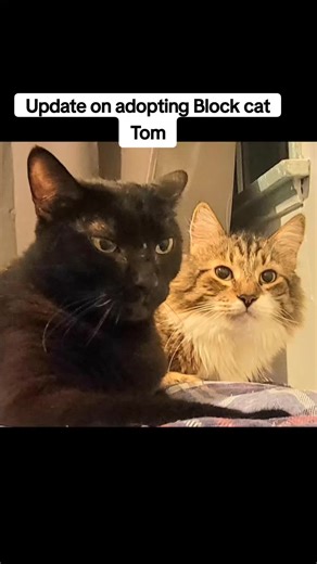 Update on Adopting Black Cat Tom - Join His Journey