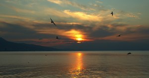 Download Flock of Flying Seabirds Sunset Landscape for free