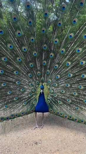 that is Why Peacock's are Amazing🥳😰