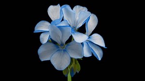 Beautiful Blue Flower Blooming On Black Stock Footage Video (100% Royalty-free) 3480437879 | Shutterstock