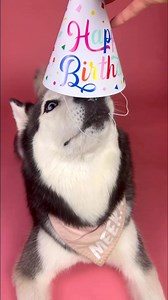 My Husky Got Scared From Her Own Burp 🤣 | Meeka The Husky