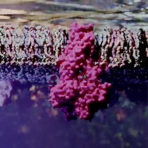 10K views · 410 reactions | A bacterial ABC transporter pumping out a glutathione conjugated heavy metal ion from the cytoplasm. Bacterias also use ABC transporters to pump-out antibiotics to become resistant to antibiotics. | Ribosome Studio | Facebook