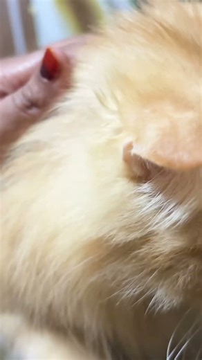 Cats purring #cat #shortsviral #youtube #yt #viral #youtubeshorts #ytviral #ytshorts #shortsvideo