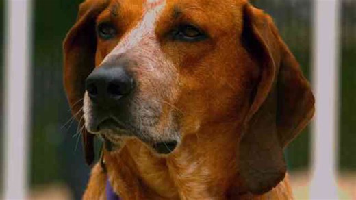 Rescue Dog Hugs News Reporter Until He Decides To Adopt Her