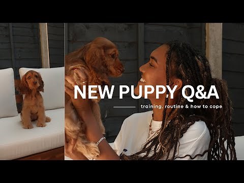 Q&A: Getting Our Cocker Spaniel Puppy Olive 🐶 | First Week, Training & Nap Daily Routine