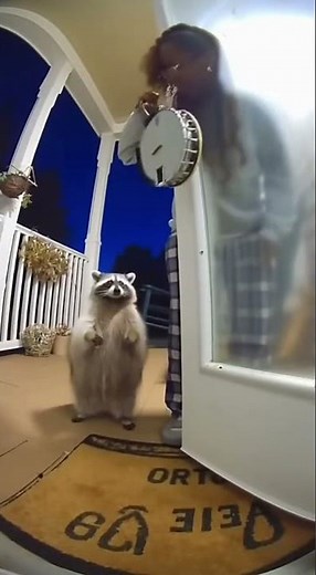 Cute Cat Playing Piano | Funny Musical Cat Video | Adorable Pet Talent #animallove #talkingparrot