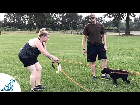 Puppy Socialization Talk And "The Puppy Launch" For Teaching Your Puppy To Come Back