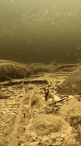 990K views · 7.7K reactions | The Champ Craw gets bit! Fish can’t refuse the Champ Craw’s super realistic body & floating claws咽 : @factsoffishing #berkleyfishing #yourfishourscience #fishing #powerbait #catchmorefish | Berkley Fishing | Facebook